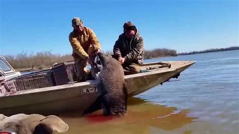 cheap hog hunts louisiana